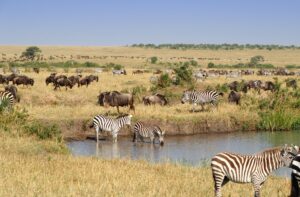 The Bwindi Impenetrable national park