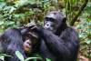 chimpanzee-tracking-tour 