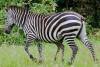 2-Days-Lake-Mburo-safari-for-game-viewing-zebra-in-lake-mburo-national-park